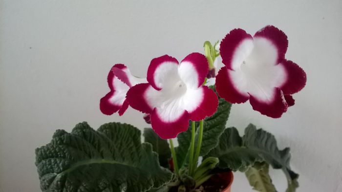 WP_20160527_18_25_42_Pro - Streptocarpusi 2016