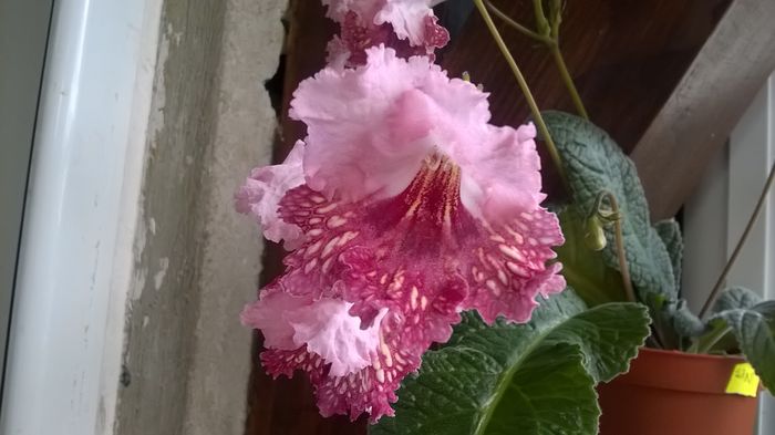 WP_20160527_18_27_22_Pro - Streptocarpusi 2016