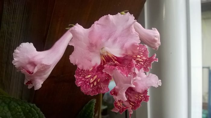 WP_20160527_18_27_31_Pro - Streptocarpusi 2016