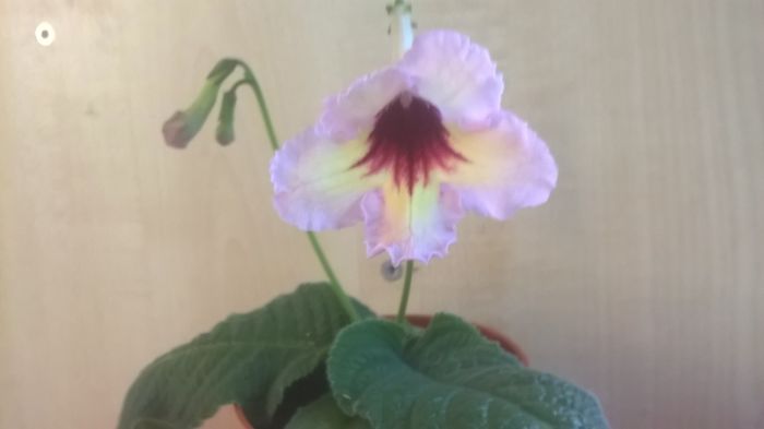 WP_20160530_07_12_36_Pro - Streptocarpusi 2016