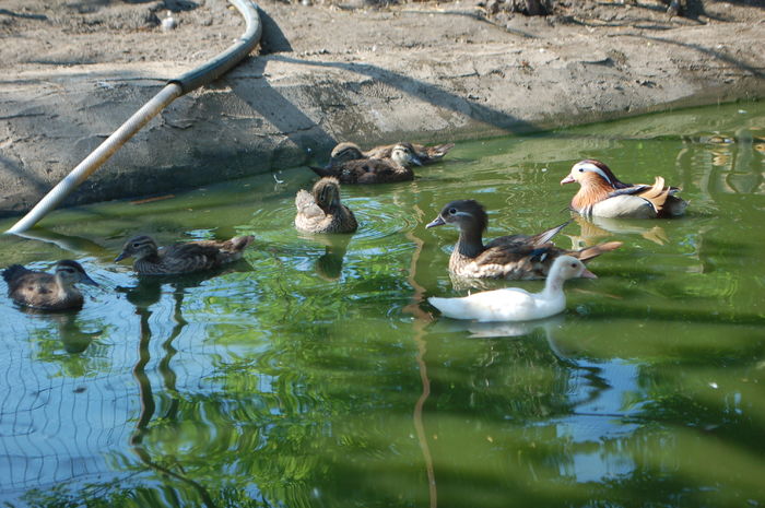 DSC_1101; prima serie de boboci 2016
