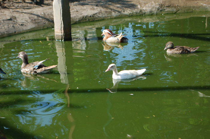 DSC_1102 - Rata Mandarin - Aix galericulata