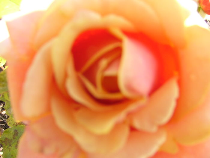 Rosa Dimov-47- Cherry Brandy