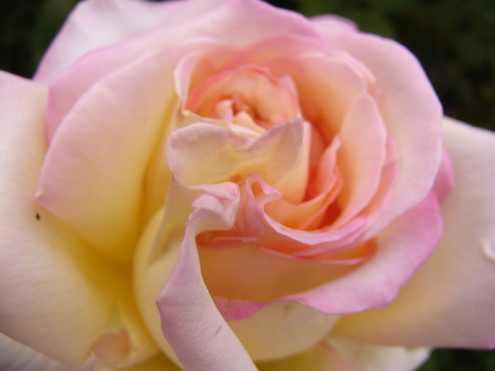 Rosa Peace - ANUL 2016 FLORI VI