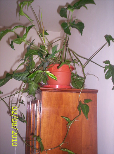 Syngonium podophyllum; i-a mers bine pe iarna
