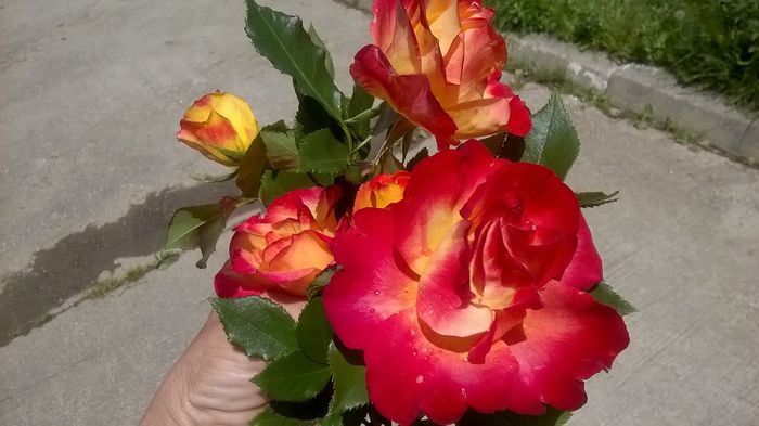 WP_20160520_13_10_51_Pro