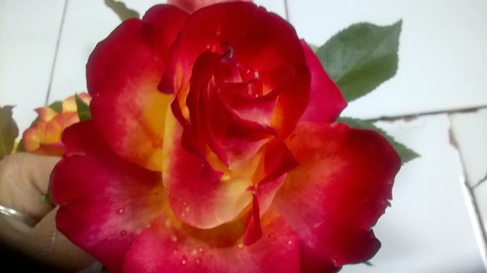 WP_20160520_13_12_26_Pro