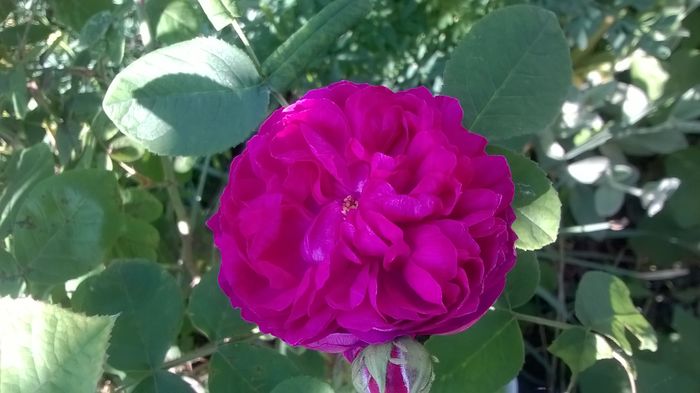 WP_20160523_08_31_45_Pro