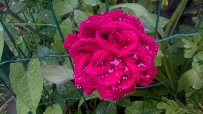 WP_20160525_07_24_06_Pro - Trandafiri 2016