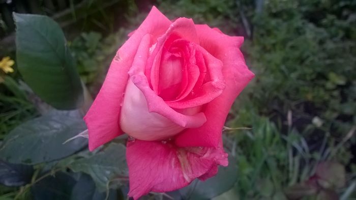 WP_20160525_17_03_50_Pro - Trandafiri 2016