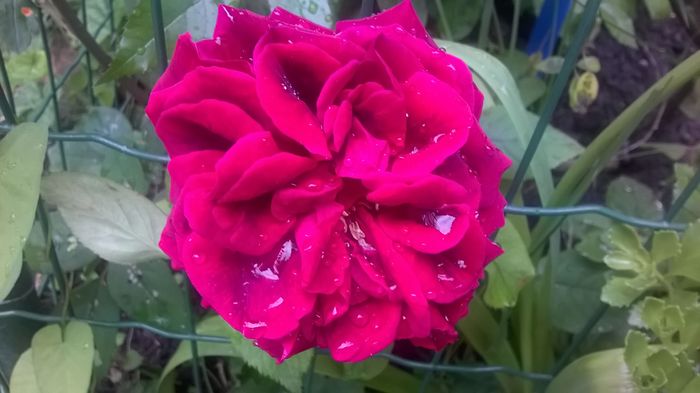 WP_20160525_17_11_19_Pro