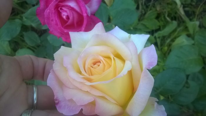 WP_20160531_07_21_38_Pro