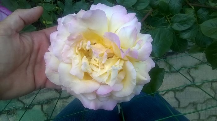 WP_20160602_16_46_46_Pro