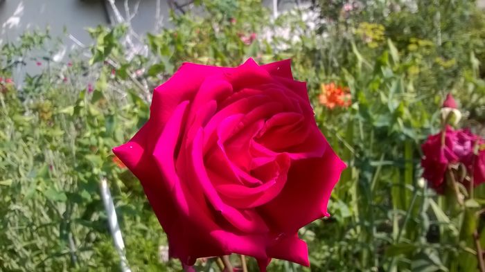 WP_20160603_09_32_13_Pro - Trandafiri 2016