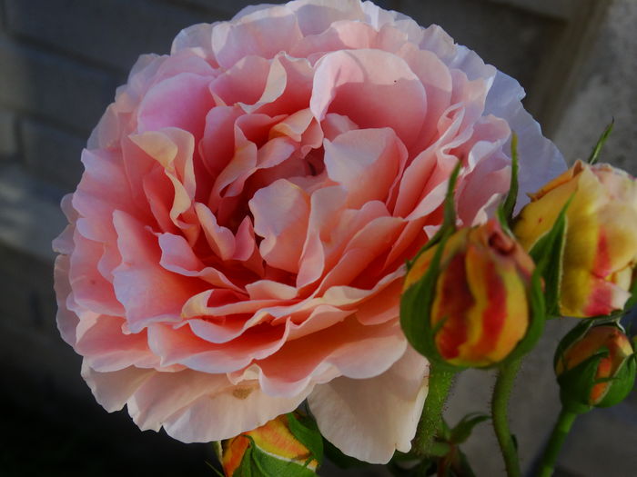 DSC09286 - Abraham Darby