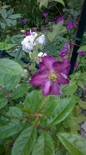 Tentel - CLEMATITE