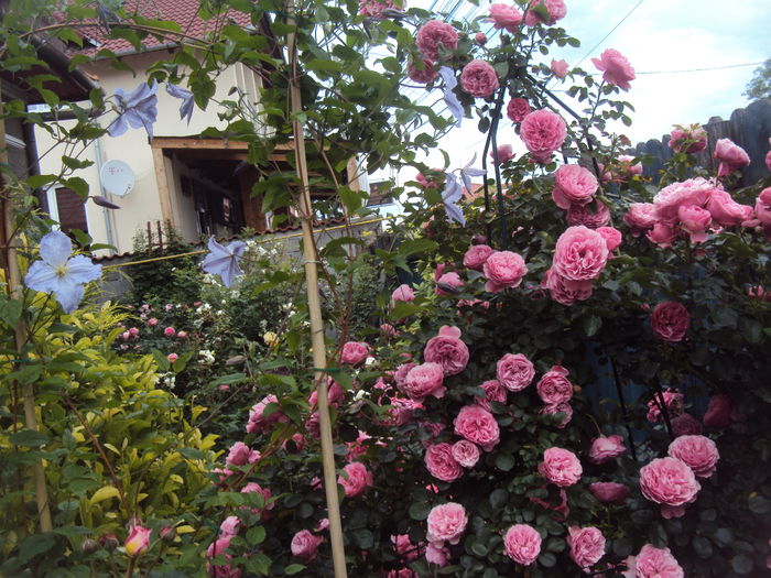 DSC03051 - CLEMATITE