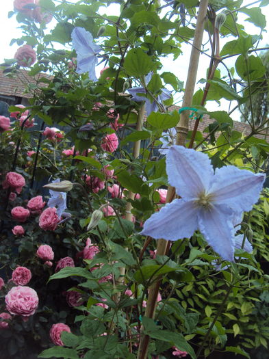 Blue Angel - CLEMATITE