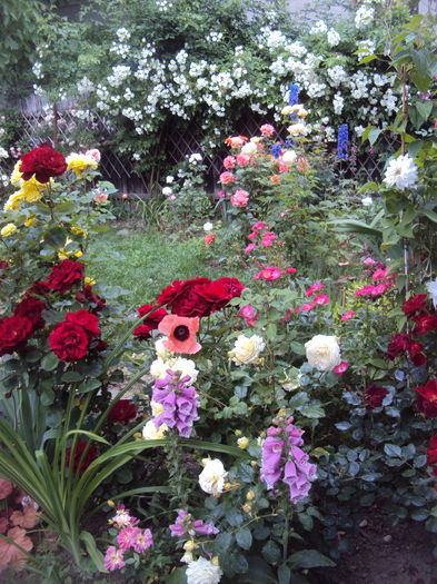 DSC02889 - 2016 Gradina rozelor