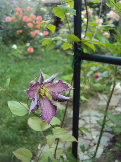 Tentel - CLEMATITE