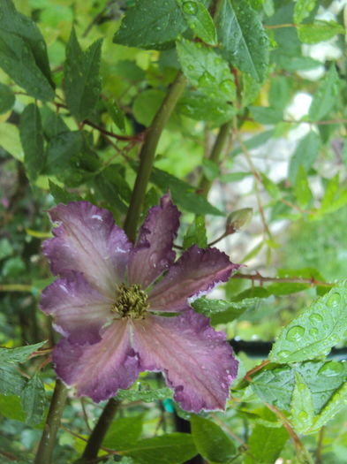 Tentel - CLEMATITE