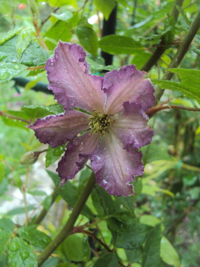 DSC03148 - CLEMATITE