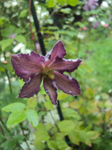 DSC03149 - CLEMATITE