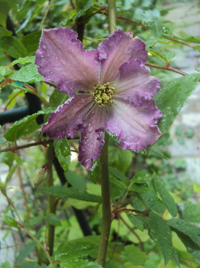 DSC03150 - CLEMATITE