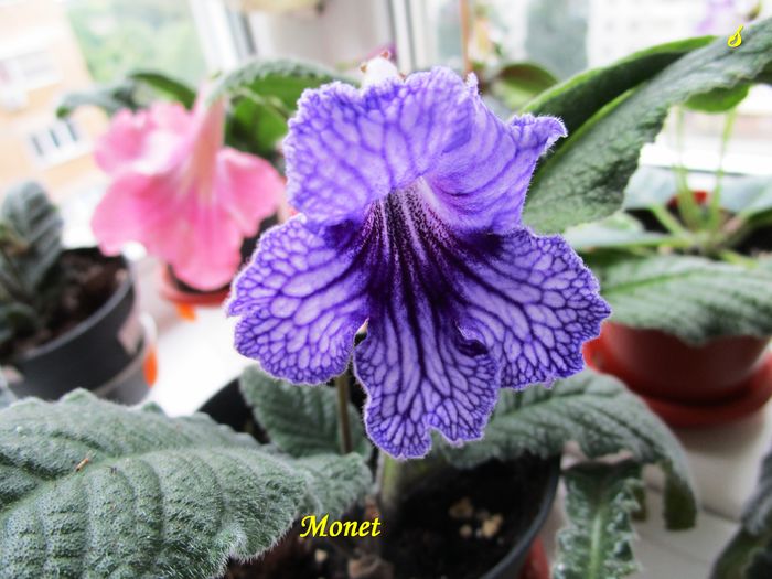 Monet(4-06-2016) - Streptocarpusi 2016