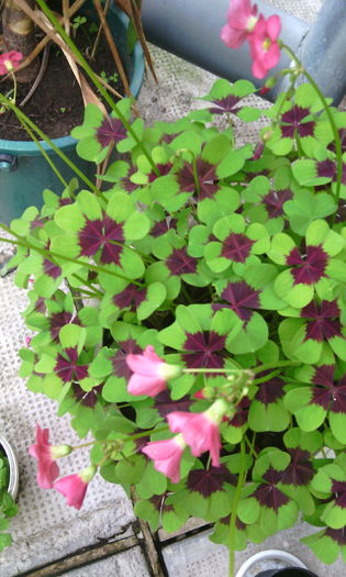 IMG_20160604_091431[1] - oxalis