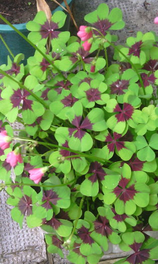 IMG_20160603_143025[1] - oxalis iron cross