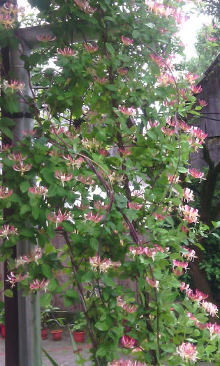 IMG_20160603_142932[1] - lonicera