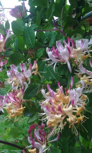 IMG_20160603_142951[1] - lonicera