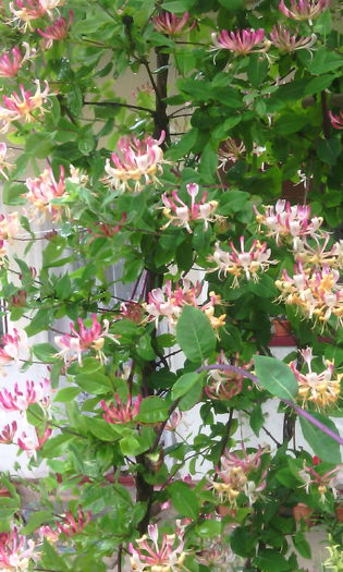 IMG_20160603_143006[1] - lonicera