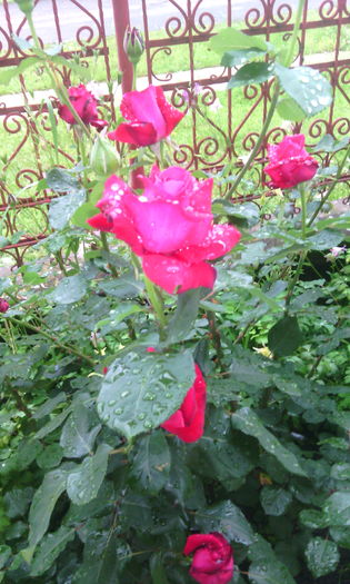 IMG_20160602_202255[1] - Trandafiri in gradina mea