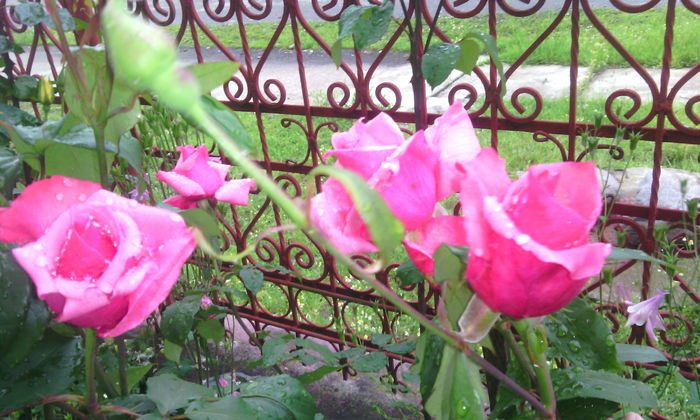 IMG_20160602_202327[1] - Trandafiri in gradina mea