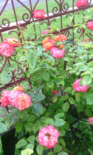 rumba - Trandafiri in gradina mea