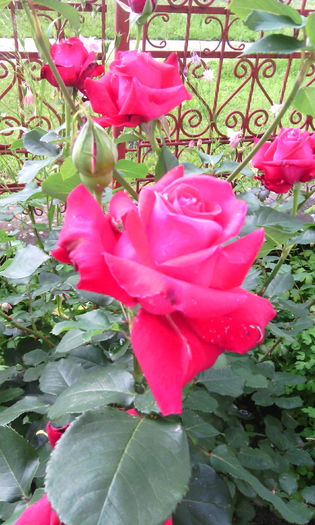 IMG_20160604_090739[1] - Trandafiri in gradina mea