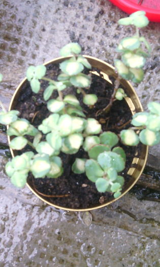 sedum sieboldii variegat. - CACTUSI si SUCULENTE