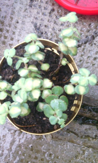 multumesc auricam - CACTUSI si SUCULENTE