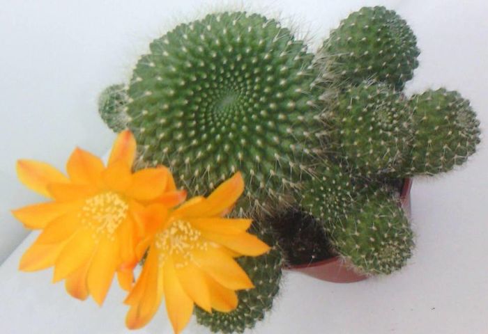 13310398_1703239603276902_432159702990587628_n - FLORI DE CACTUSI