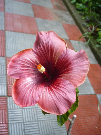 Plum Pizzazz