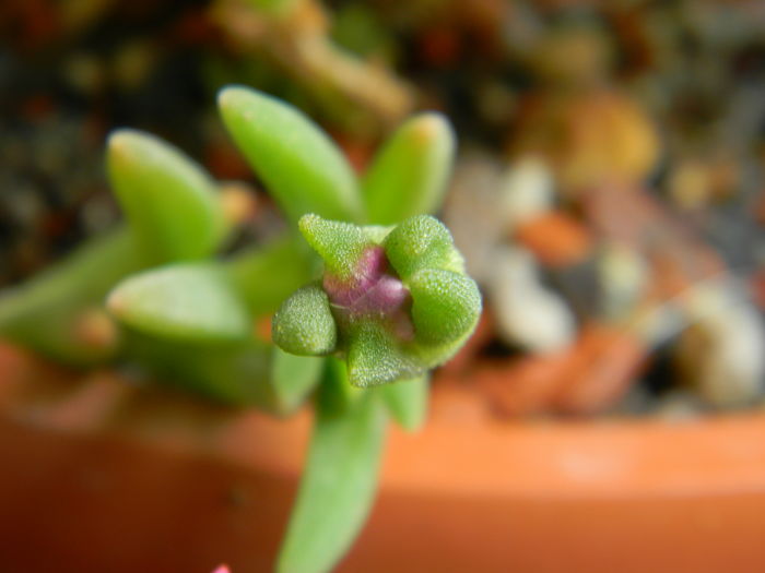 Boboc de Delosperma cooperi