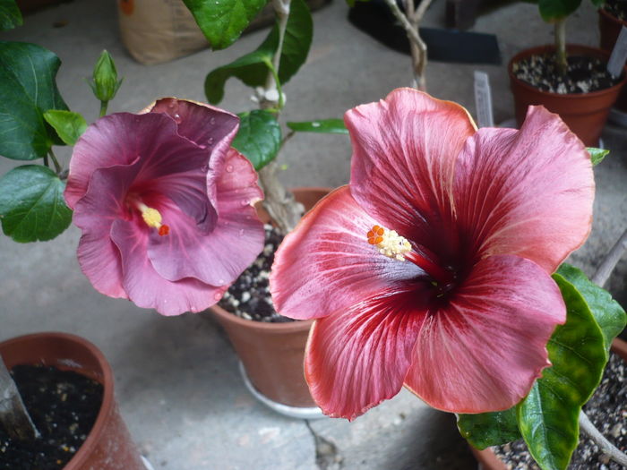 P1270044
