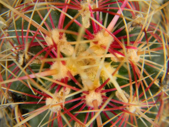 DSCN7047 - 05-Flori-Boboci-Fructe de cactus