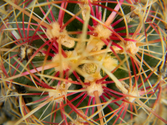 DSCN7052 - 05-Flori-Boboci-Fructe de cactus