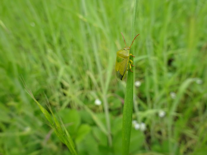 DSC06911 - 22 Insecte
