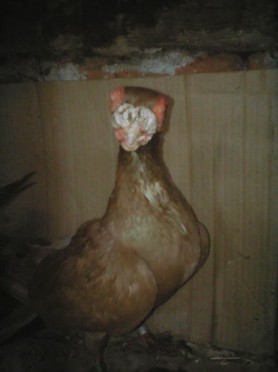 INDIANERUL ( Indian  german ) - SELECTIV