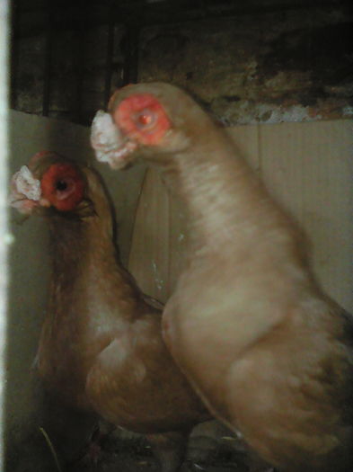 IMG_INDIANERI  galbeni - SELECTIV