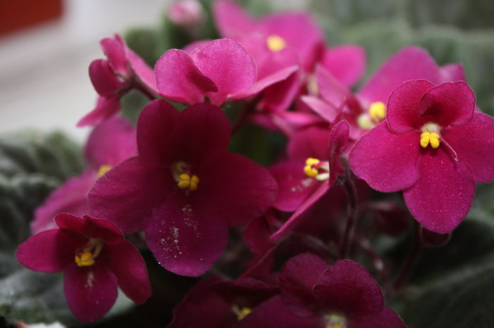 IMG_7009 - 2016 violete